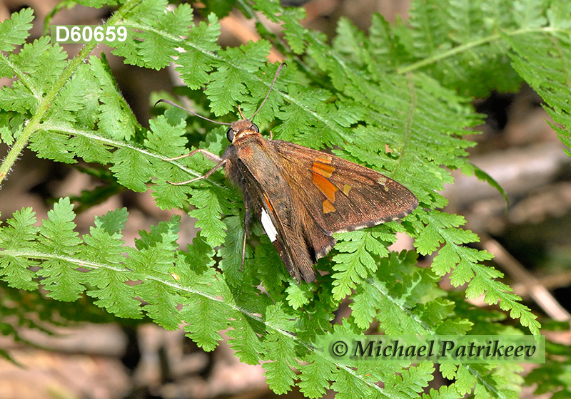 Silver-spotted Skipper (Epargyreus clarus)